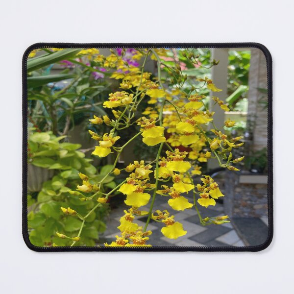 Item preview, Oncidium Sphacelatum Orchid designed and sold by Capture  Room.
