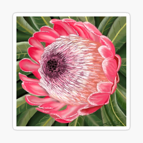 Item preview, Protea Pink Ice designed and sold by DoraBlackwood.
