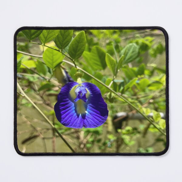 Item preview, Clitoria Ternatea - Blue Butterfly Pea Flower designed and sold by Capture  Room.