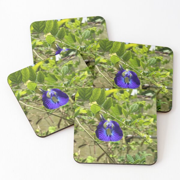 Item preview, Clitoria Ternatea - Blue Butterfly Pea Flower designed and sold by Capture  Room.
