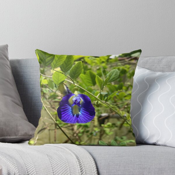 Item preview, Clitoria Ternatea - Blue Butterfly Pea Flower designed and sold by Capture  Room.