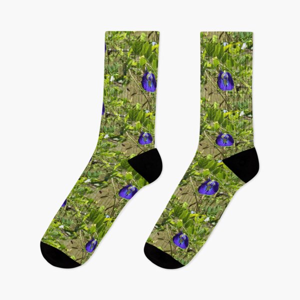 Item preview, Clitoria Ternatea - Blue Butterfly Pea Flower designed and sold by Capture  Room.