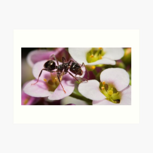 Walkin' on Alyssum Art Print