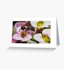 Walkin' on Alyssum Greeting Card