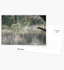 Spring Reflections Postcards