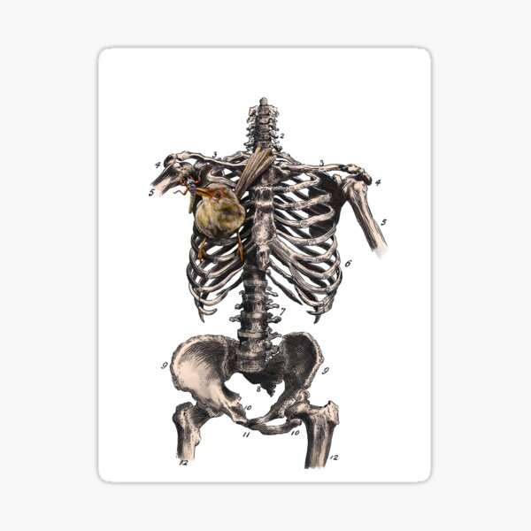 "Bird cage rib cage" Sticker for Sale by MiettaPreston Redbubble