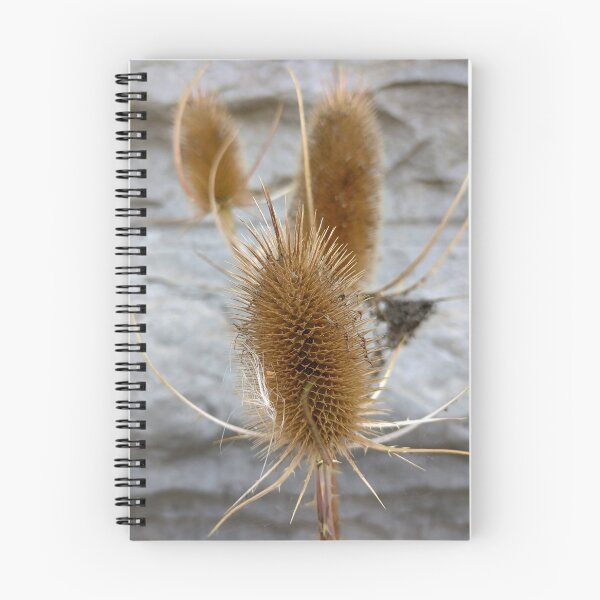 Item preview, Three dried decorative thistles designed and sold by AdioraStore.