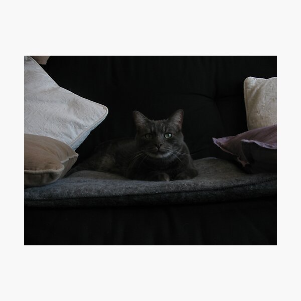 Royalty Photographic Print