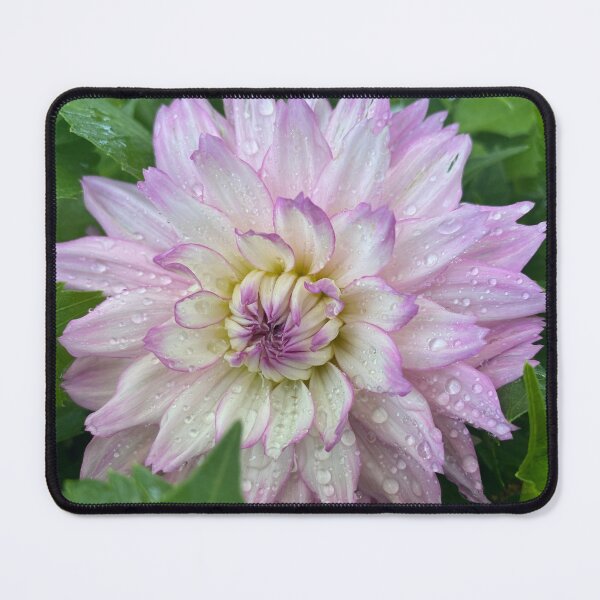 Item preview, Lavender Dahlia In the Morning Dew designed and sold by oksanap999.