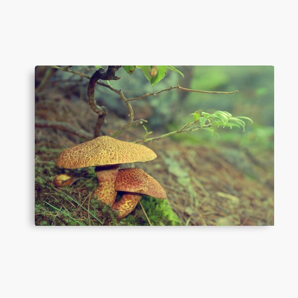 mother's love and care Canvas Print