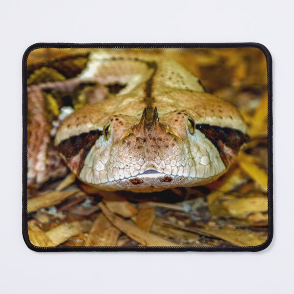 Item preview, Head of a Gaboon Viper designed and sold by Dalyndigital Photography.