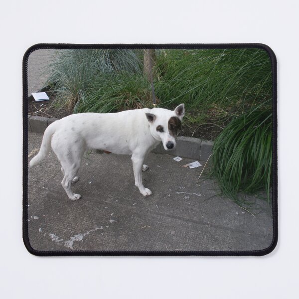 Item preview, How long will she stay in the thrift store??? designed and sold by Gabriele Maurus.