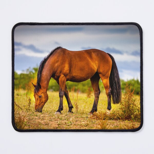 Item preview, Beautiful Bay Horse designed and sold by Dalyndigital Photography.
