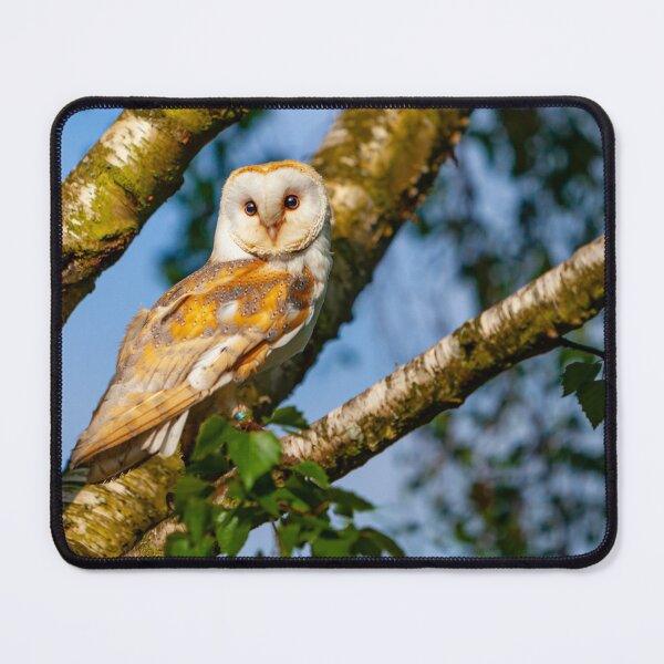 Item preview, Barn owl in a birch tree designed and sold by Dalyndigital Photography.