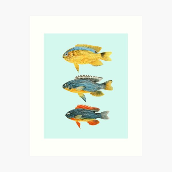 Is it legal? Fish Size Limit Fish Chart Photographic Print for Sale by  Reelyfishing