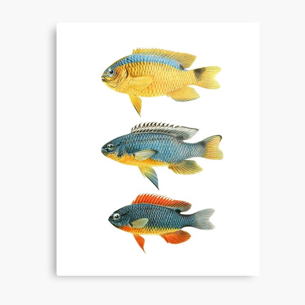 Fish Chart Metal Prints for Sale