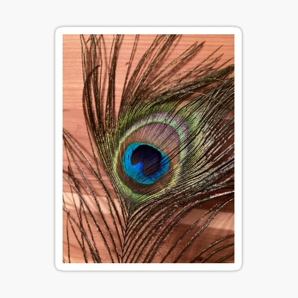 Close Up Of Peacock Feather Sticker For Sale By Julivogel Redbubble 8125