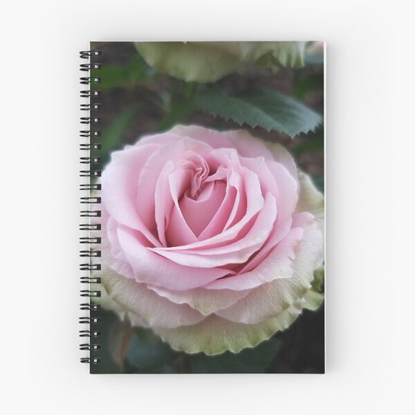 Artikelvorschau, Romantik Rose entworfen und verkauft von Modeko.