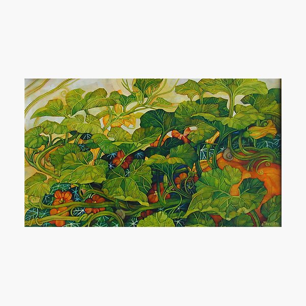 pumpkin in the garden Photographic Print
