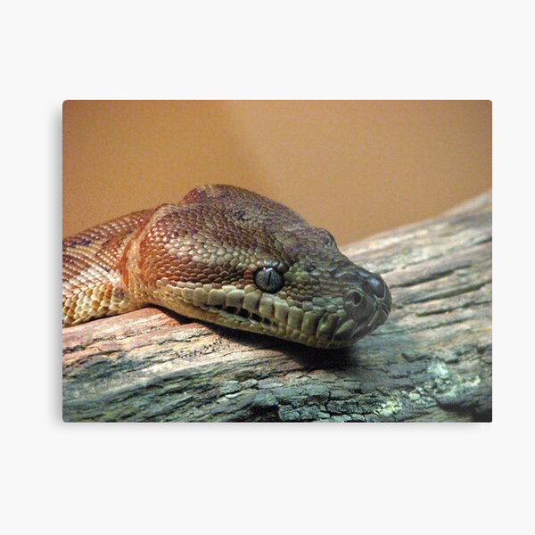 Item preview, Snake's stare designed and sold by Alexey Dubrovin.