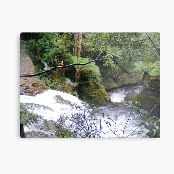 gushing down from Liffey Falls, Tasmania Metal Print