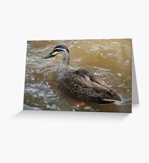 Duck Greeting Card
