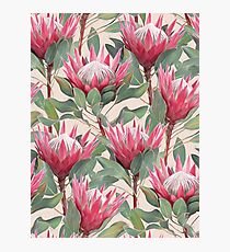 Painted King Proteas on Cream Photographic Print