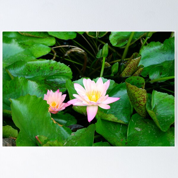 Item preview, Pink Lilies designed and sold by CherilynJoy.