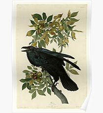 crow Poster