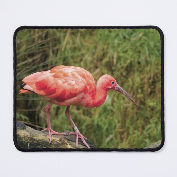 Item preview, Scarlet Ibis designed and sold by Oppos Community Farm.