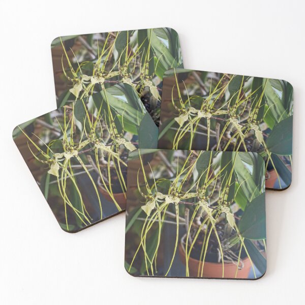 Item preview, Spider Orchid Oh My! designed and sold by alanathrower.
