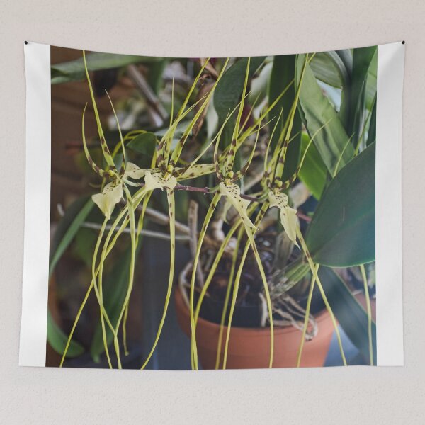Item preview, Spider Orchid Oh My! designed and sold by alanathrower.