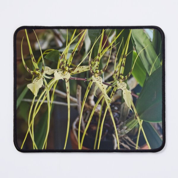 Item preview, Spider Orchid Oh My! designed and sold by alanathrower.