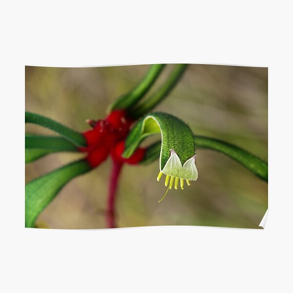 Red Kangaroo Paw 2 - Western Australia Poster