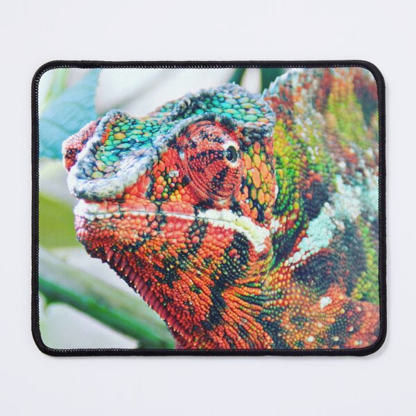 Item preview, Chameleon Portrait Photo designed and sold by WildlifePics56.