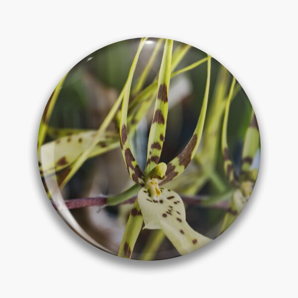 Item preview, Orchid Row designed and sold by alanathrower.