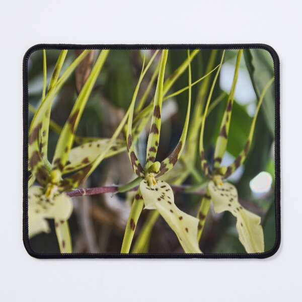 Item preview, Orchid Row designed and sold by alanathrower.