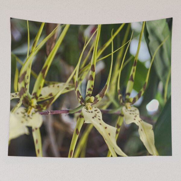 Item preview, Orchid Row designed and sold by alanathrower.