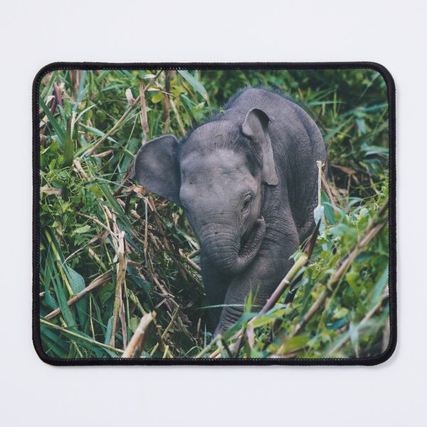 Item preview, Baby Asian Elephant Photo designed and sold by WildlifePics56.