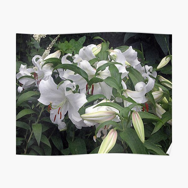 Sweet Lilies Poster