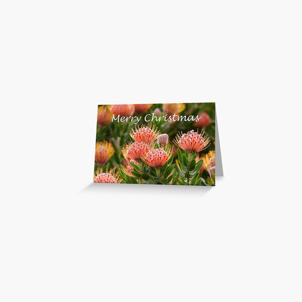 Leucospermum Christmas card Greeting Card