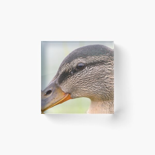 Item preview, Mallard eye designed and sold by GreyFeatherPhot.