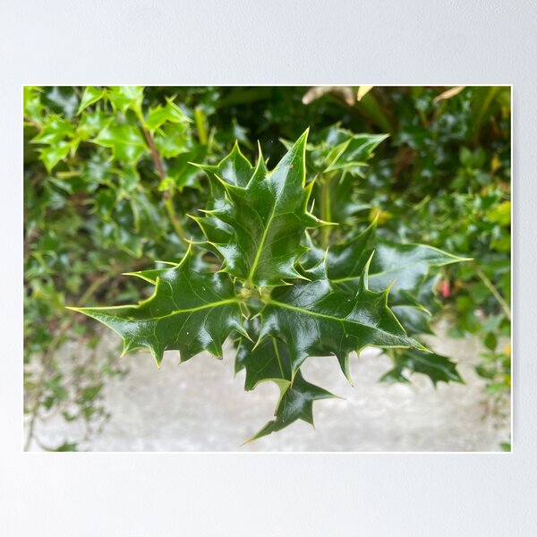Item preview, Green Holly Bush Leaves designed and sold by Sinemathk.