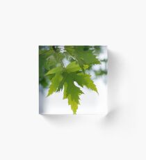 maple leaves Acrylic Block