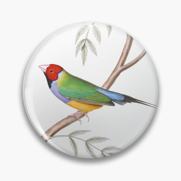 Item preview, Gouldian Finch Endangered Bird Australian - Vintage Illustration - John Gould designed and sold by karwilberevivalcollection.