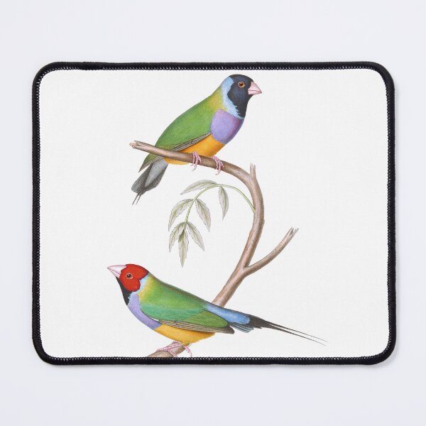 Item preview, Gouldian Finch Endangered Bird Australian - Vintage Illustration - John Gould designed and sold by karwilberevivalcollection.
