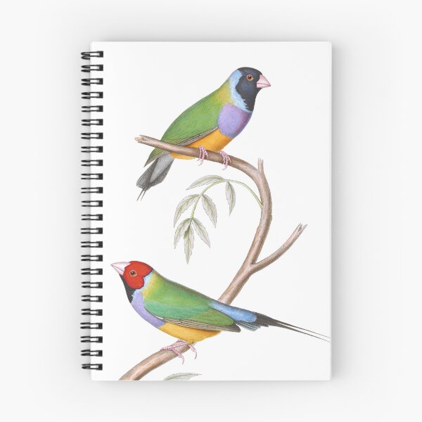 Item preview, Gouldian Finch Endangered Bird Australian - Vintage Illustration - John Gould designed and sold by karwilberevivalcollection.