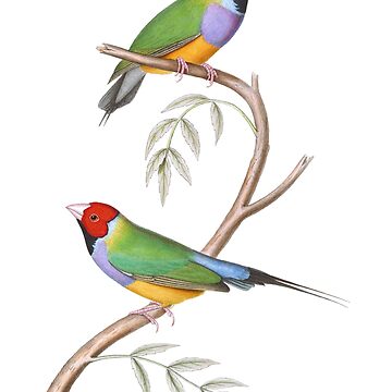 Artwork thumbnail, Gouldian Finch Endangered Bird Australian by karwilbedesigns