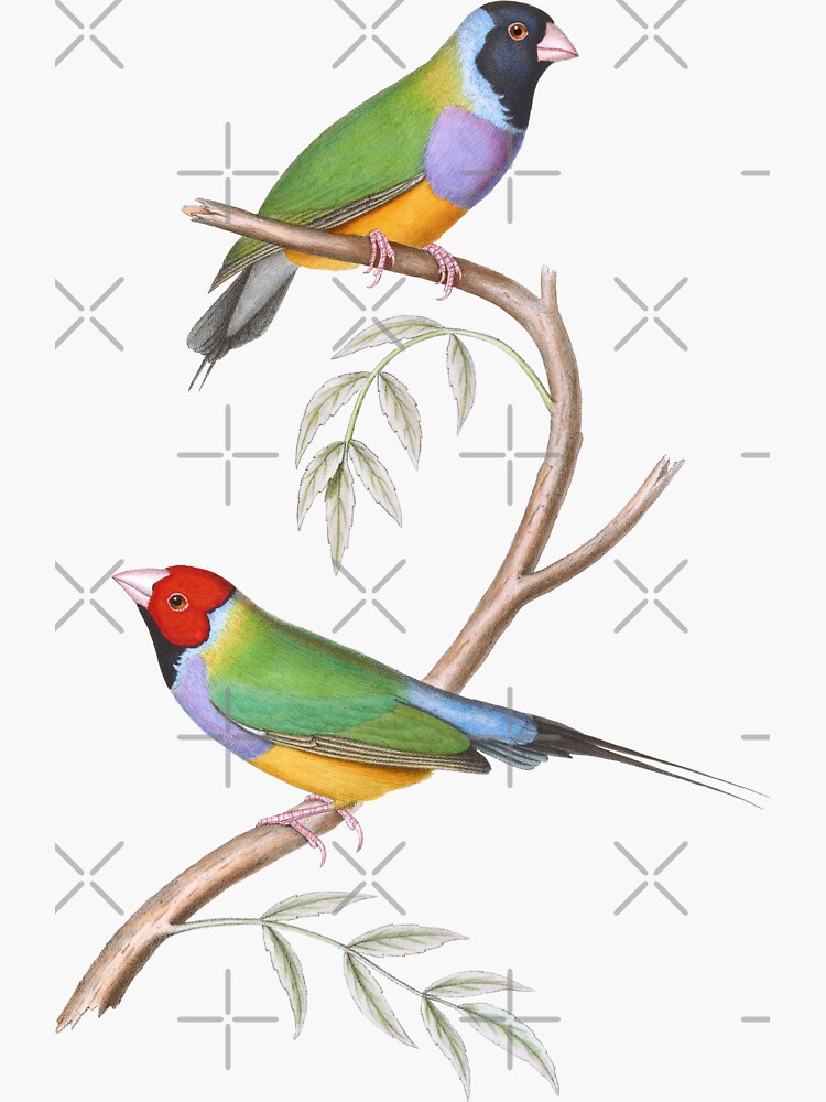 Thumbnail 3 of 3, Sticker, Gouldian Finch Endangered Bird Australian designed and sold by karwilbedesigns.