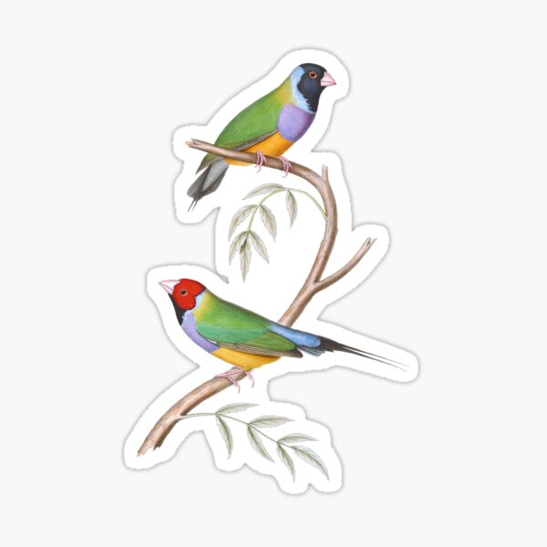 Item preview, Gouldian Finch Endangered Bird Australian  designed and sold by karwilbedesigns.